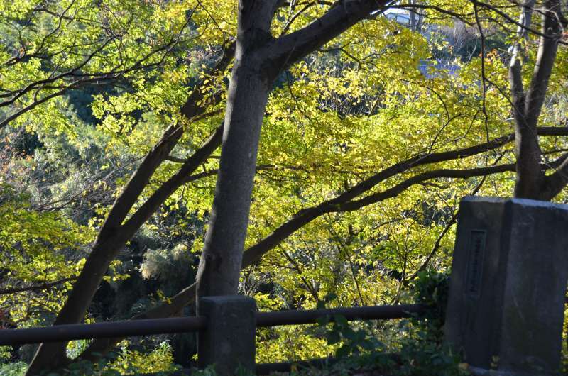 花見川のほとりで