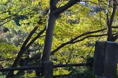 花見川のほとりで