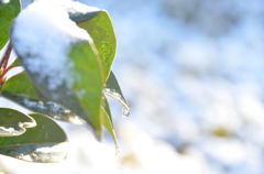 twinkle of snow