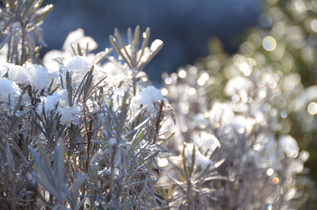 twinkle of snow