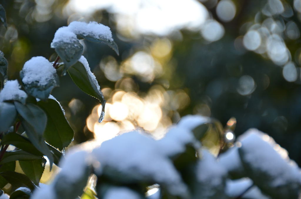 twinkle of snow