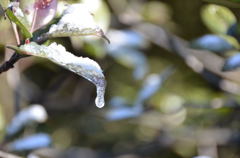 twinkle of snow