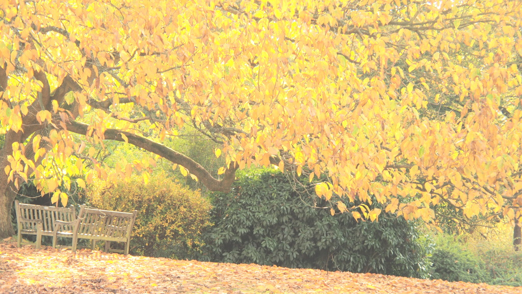 ハイキ―な秋色＿Garden of Kew