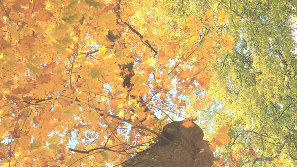 秋色グラデーション＿Garden of Kew