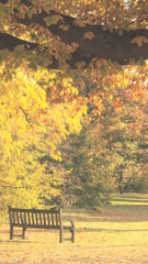 秋色の午後に佇むベンチ＿Garden Of Kew