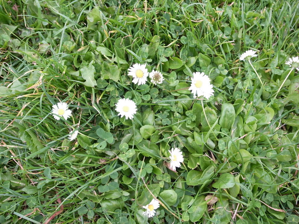 お花