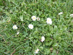 お花