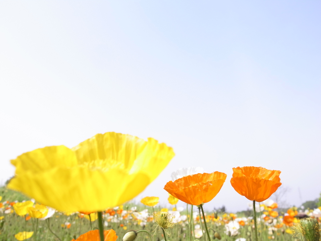 お花