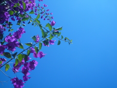 お花