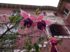 お花