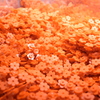 お花だらけ　LEGO