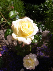 白いお花