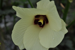 オクラの花