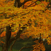 夏井川渓谷5