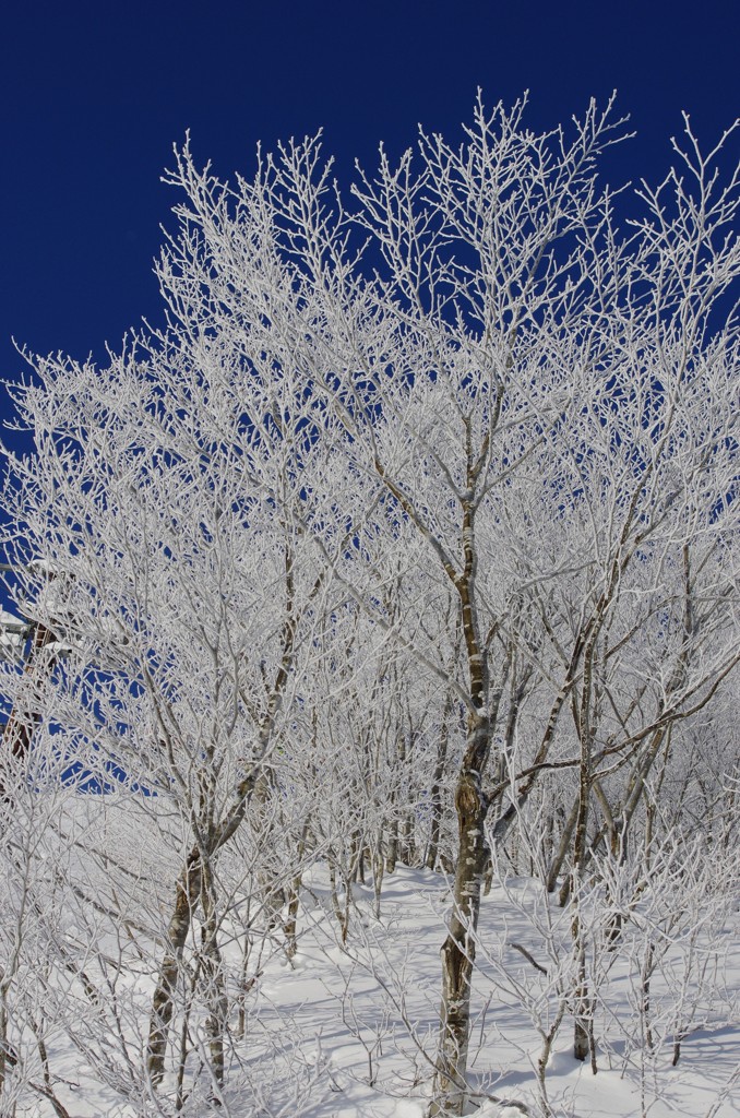 White & Blue