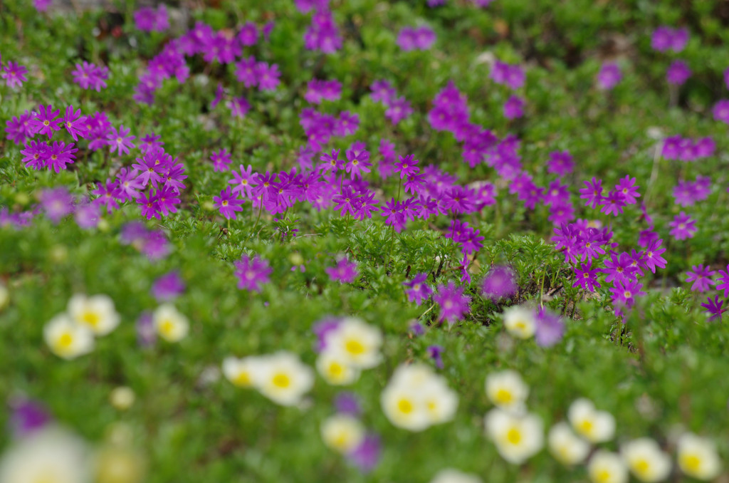 お花畑