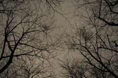 灰色の空と黒い枝と