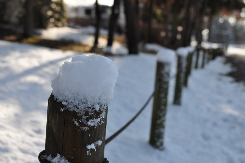 初雪