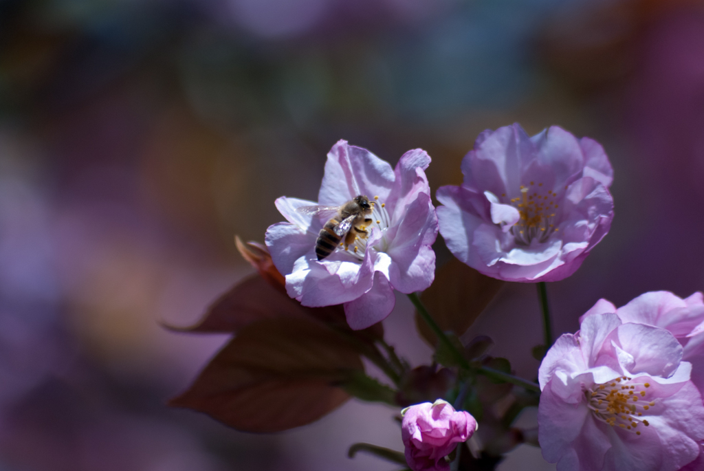 桜と蜂