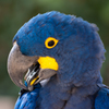 スミレコンゴウインコ