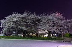 夜桜