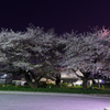 夜桜