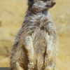 小動物