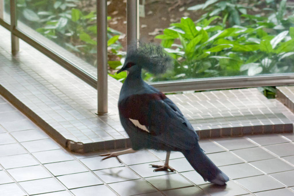 カンムリバト