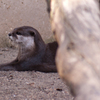 カワウソ 