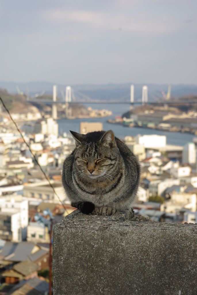 尾道の猫