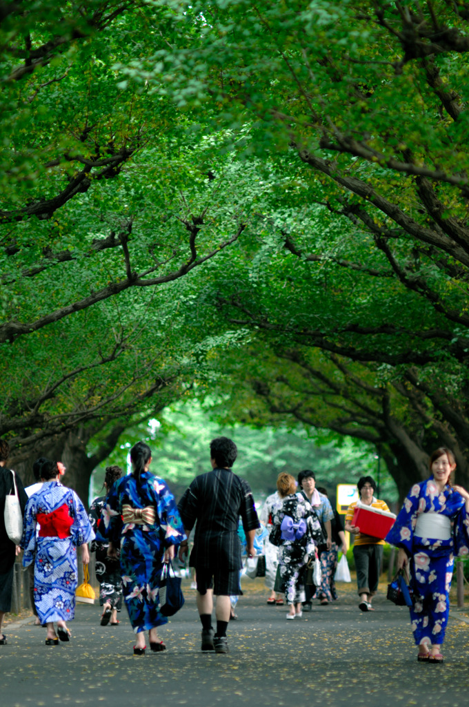 夏の並木路