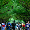夏の並木路