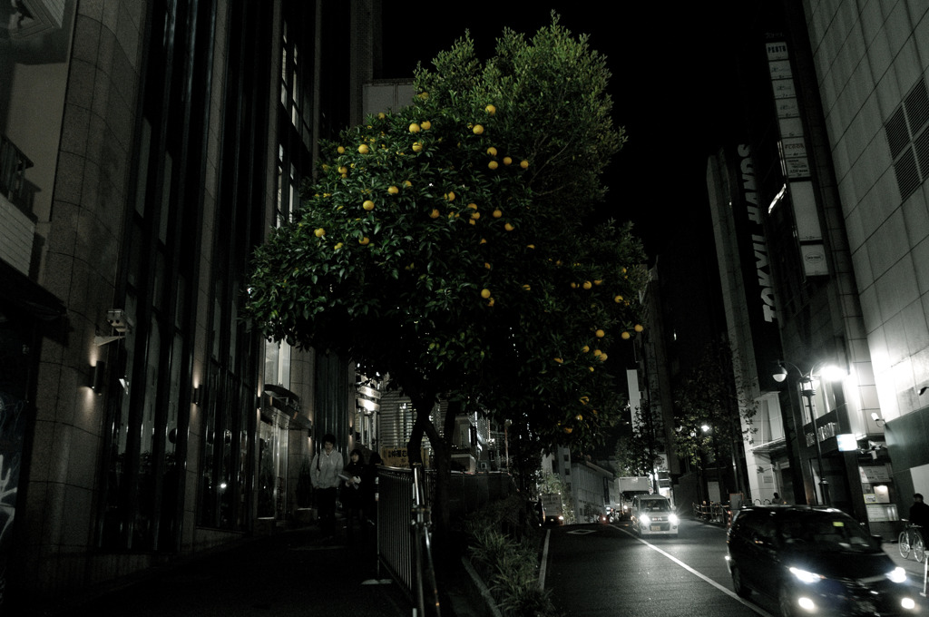 citrus tree