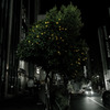 citrus tree