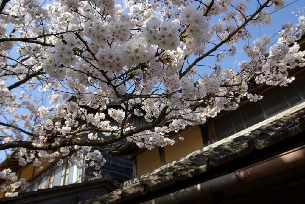 新庄村のがいせん桜