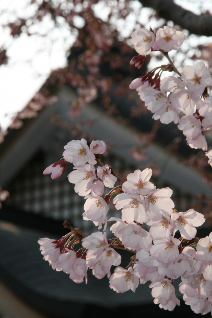 桜