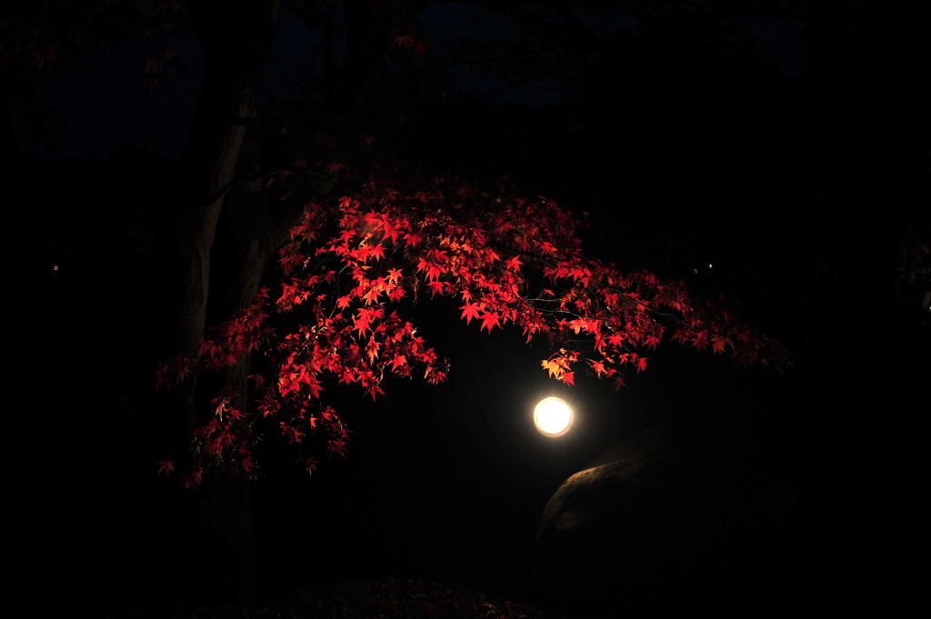 赤紅葉