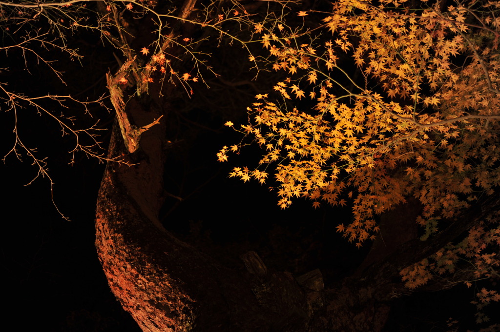 黄紅葉