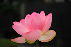 蓮の花