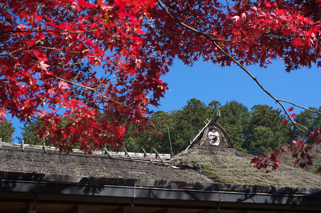 天狗の紅葉狩り
