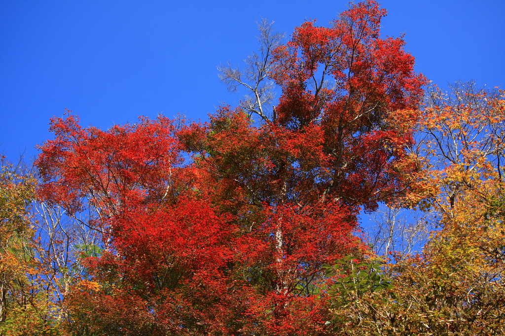 紅葉