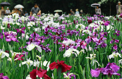 神楽女湖の花菖蒲