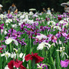 神楽女湖の花菖蒲