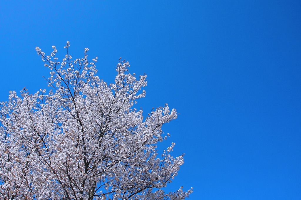桜