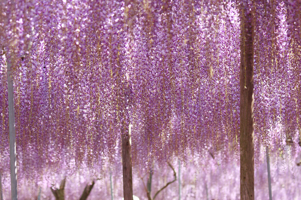 藤の花