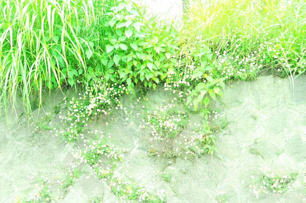 壁の花