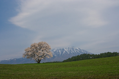 一本桜①