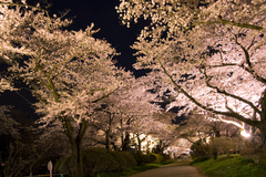 夜桜