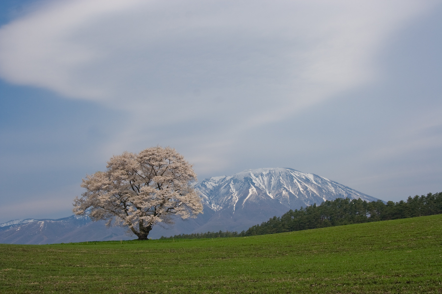 一本桜③