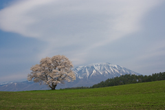 一本桜③